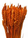Sušené kvety pšeničné klasy - oranžové