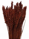 Sušené kvety pšeničné klasy - hnedé