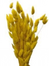 Sušené kvety chvostíky Lagurus 50g - žlté