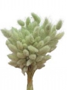 Sušené kvety chvostíky Lagurus 50g - zelený nádych