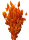 Sušené kvety chvostíky Lagurus 50g - oranžové