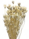 Sušené kvety - Nigella Černuška - bielená