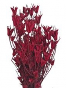 Sušené kvety - Nigella Černuška - červená