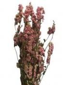 Sušené kvety - Deplhinium Ostrôžka - romantická ružová