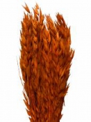 Sušené kvety - klasy proso - oranžové