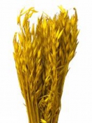 Sušené kvety - klasy proso - žlté 