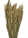 Sušené kvety pšeničné klasy - natur