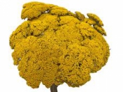 Sušené kvety Rebríček - natur žltý nefarbený