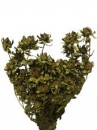 Sušené kvety - Šafrán 100g - lesné zelené