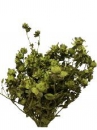 Sušené kvety - Šafrán 100g - olivové