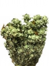 Sušené kvety - Šafrán 100g - pastelové zelené