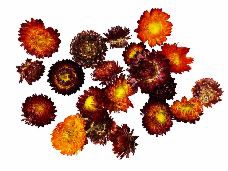 Sušené kvety slamienky 20 ks - oranžovo-bordové
