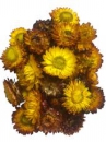 Sušené kvety slamienky 50g - jesenný mix