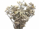 Sušené kvety - Vratič Tanacetum 100g - biely