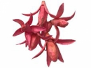 Sušený drevený kvet 5ks - ružový