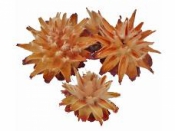Sušený plod kvet Plumosum - natur