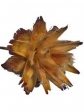 Sušený plod kvet Plumosum - natur