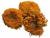 Sušený kvet slnečnica Van Gogh - natur