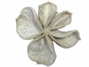 Sušený kvet Tefe - vintage biely