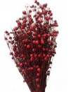 Sušené kvety ľan - červený