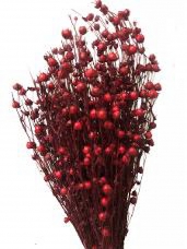 Sušené kvety ľan - vínovo červený
