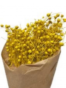 Sušené kvety ľan - žltý