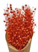 Sušené kvety ľan - oranžový