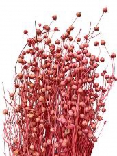 Sušené kvety ľan - ružový