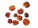 Sušené kvety slamienky - oranžové - 10ks 