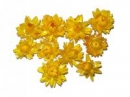Sušené kvety slamienky - žlté - 10ks