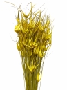 Sušené kvety - Tráva tulipán 100g - žltá