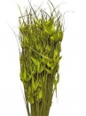 Sušené kvety - Tráva tulipán 100g - jablková zelená