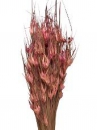 Sušené kvety - Tráva tulipán 100g - ružová