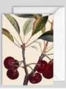 Umelecká pohľadnica 12x17 cm Cherry