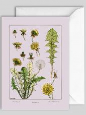 Umelecká pohľadnica 12x17 cm Dandelion
