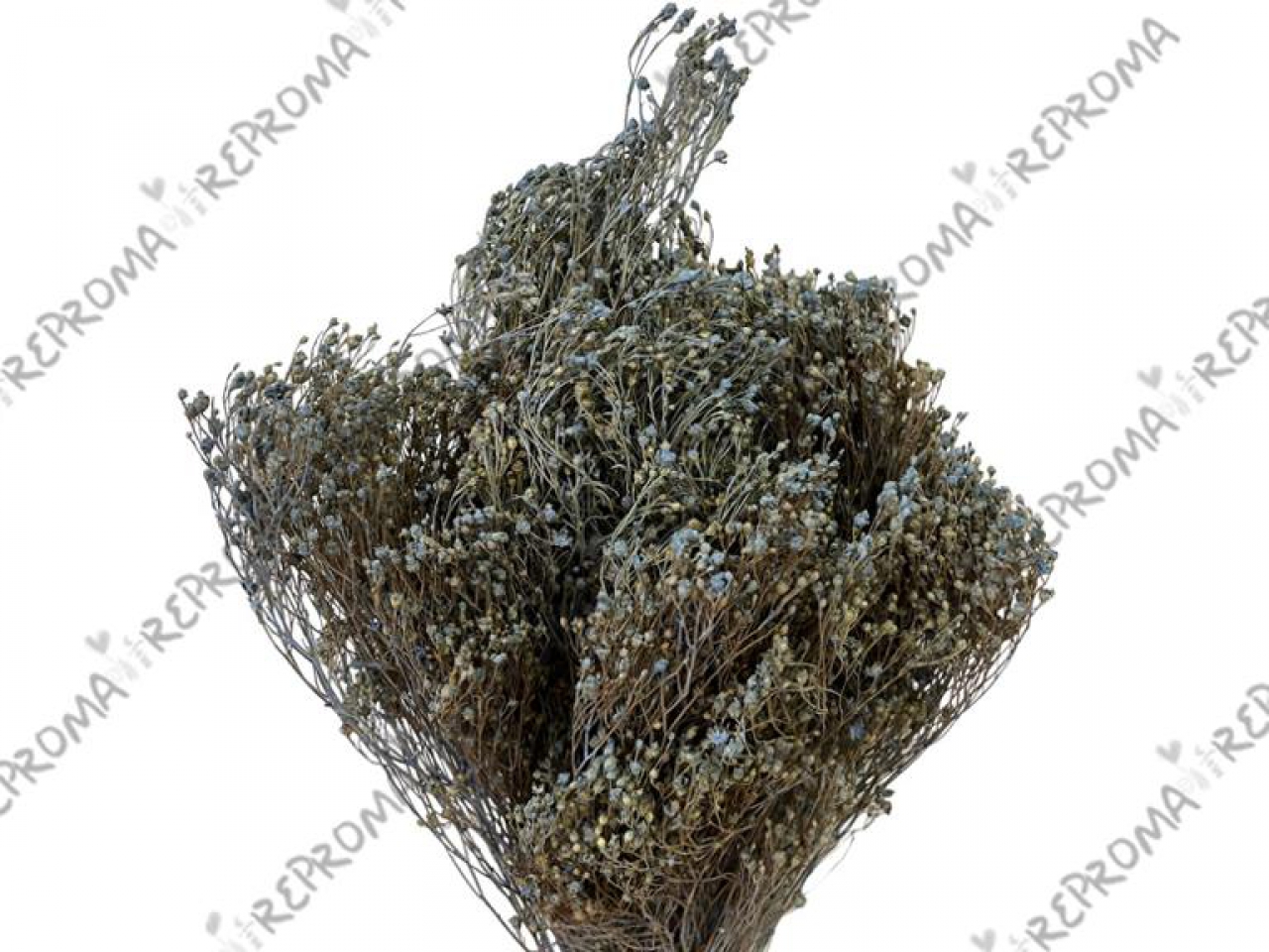 Sušené kvety Broom Bloom 100g - modré