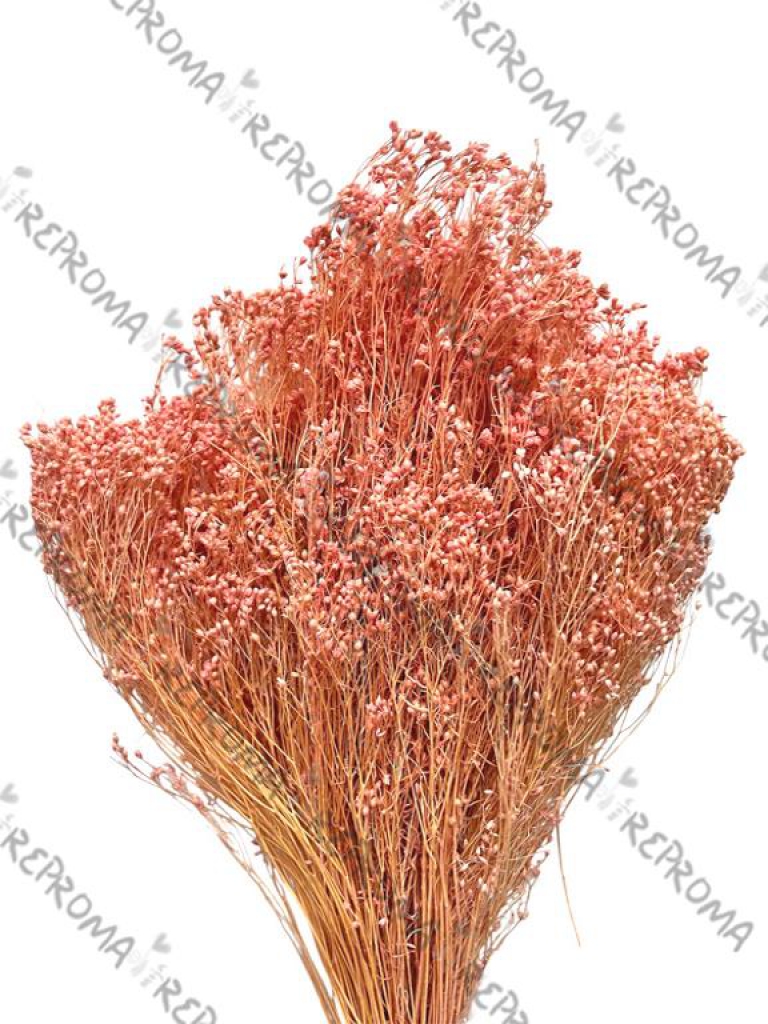 Sušený Broom Bloom lososovo ružový 100 g | Jemný sušený kvet na aranžovanie