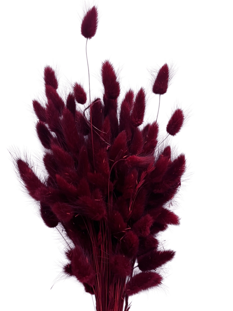 Sušené kvety Lagurus chvostíky – vínovo červené marsala 50 g (sušené dekoratívne trávy)