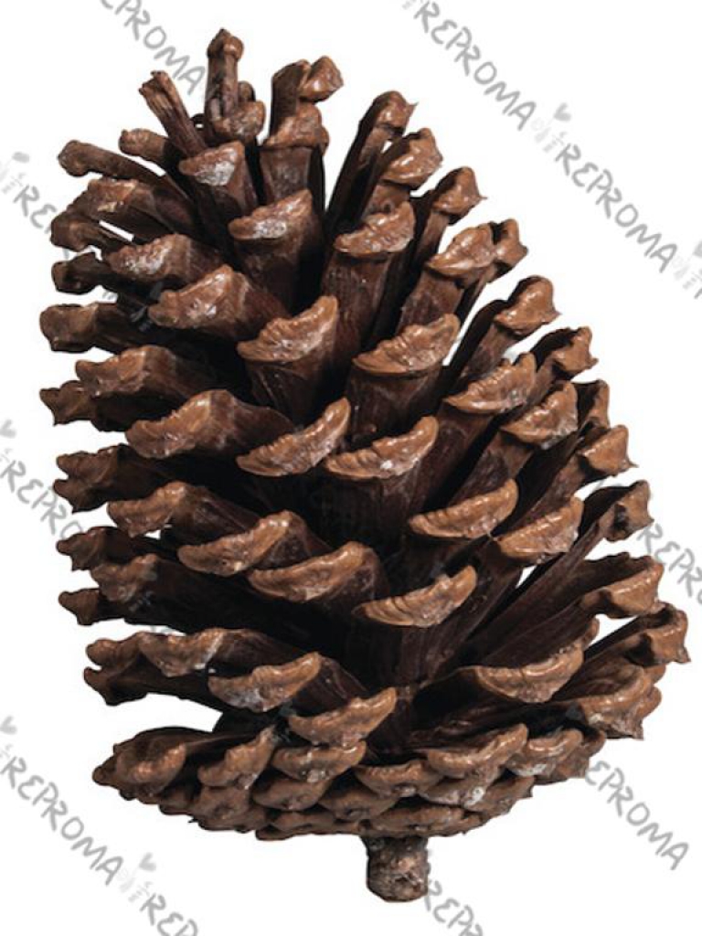 Píniová veľká šiška 5-9cm- prírodná