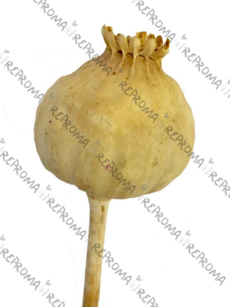 Sušená makovica veľká