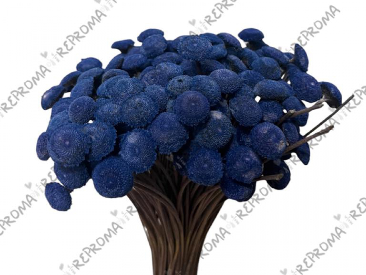 Sušené kvety guličky Bo - modré