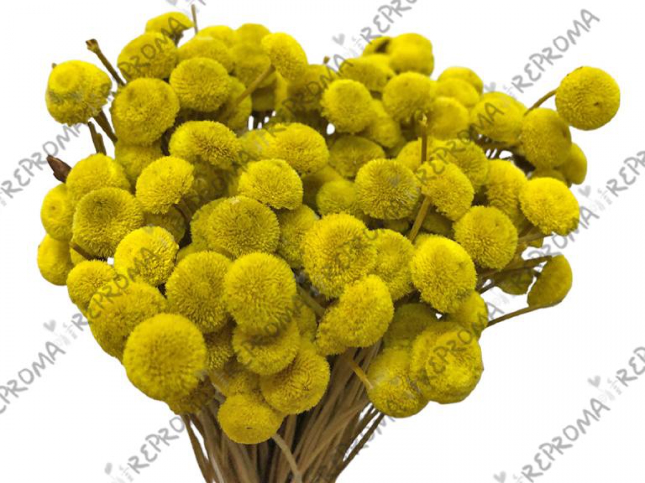 Sušené kvety guličky Bo - žlté