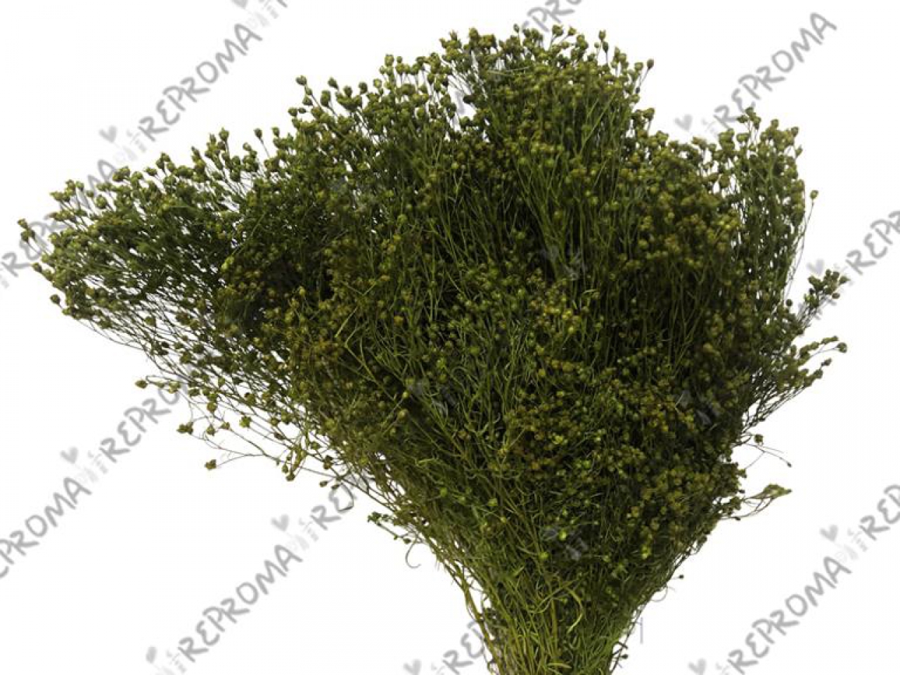 Sušené kvety Broom Bloom 100g- zelené
