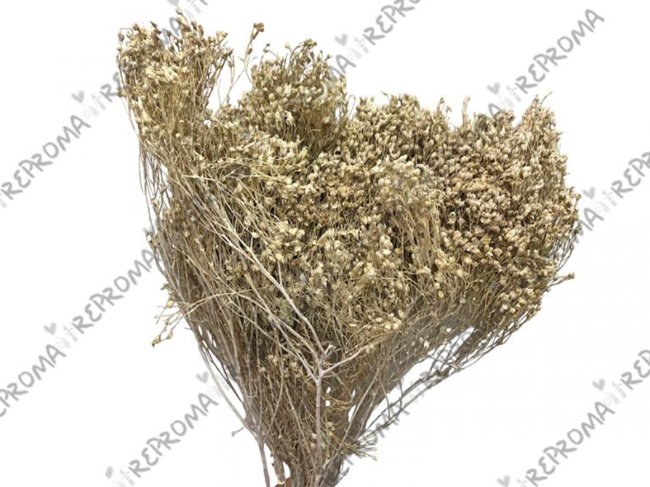 Sušené kvety Broom Bloom 100g- biele