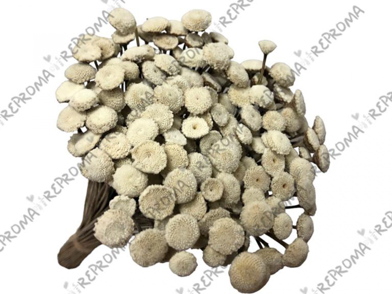 Sušené kvety guličky Bo - biele