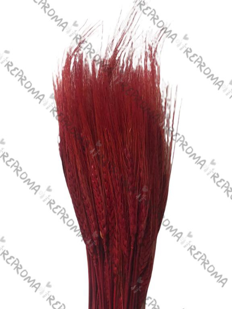 Sušené kvety klasy - červené