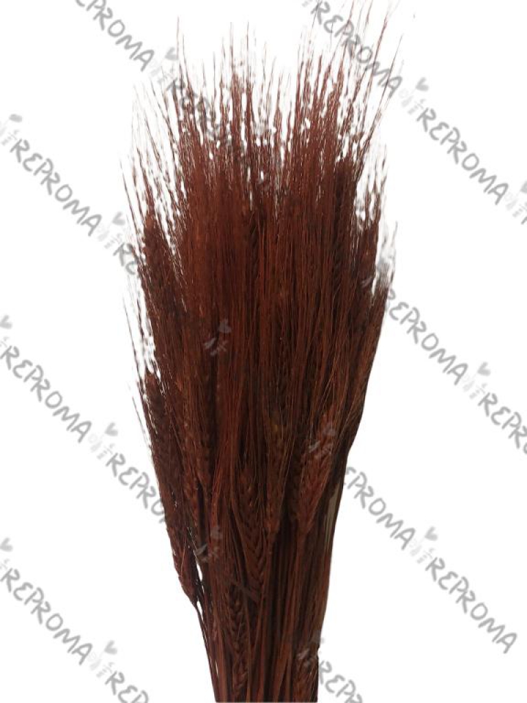 Sušené kvety klasy - hnedé