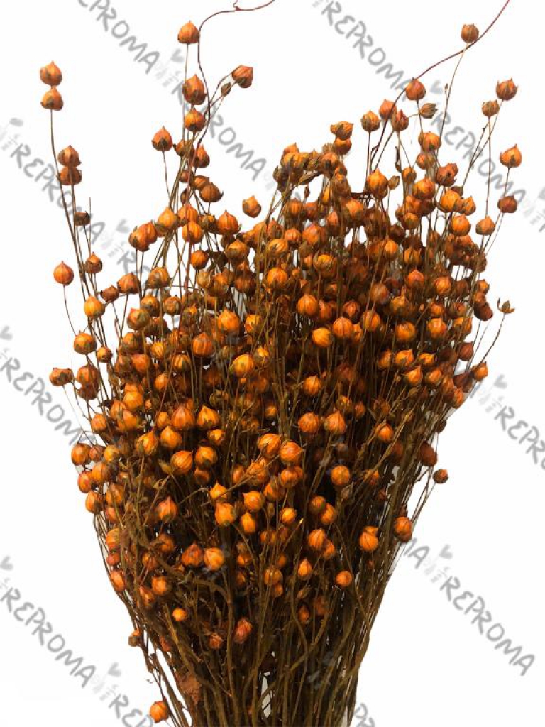 Sušené kvety ľan - oranžovohnedý