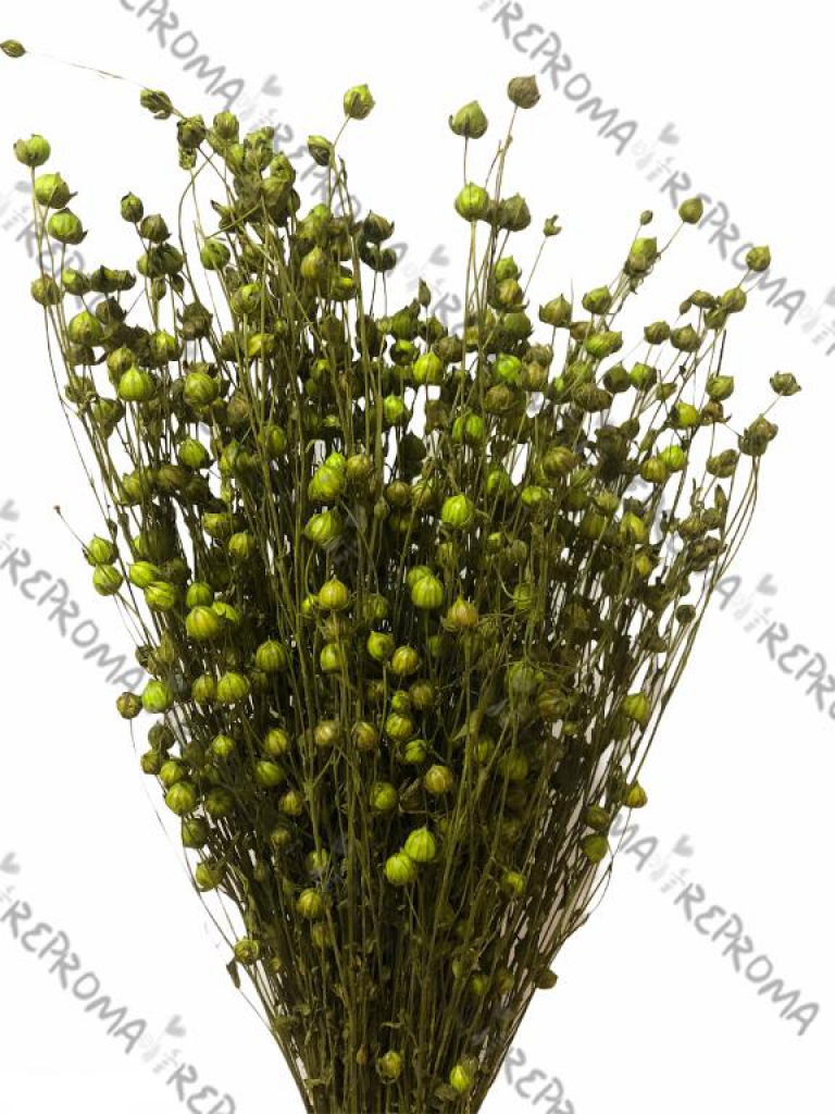 Sušené kvety ľan - svetlý zelený