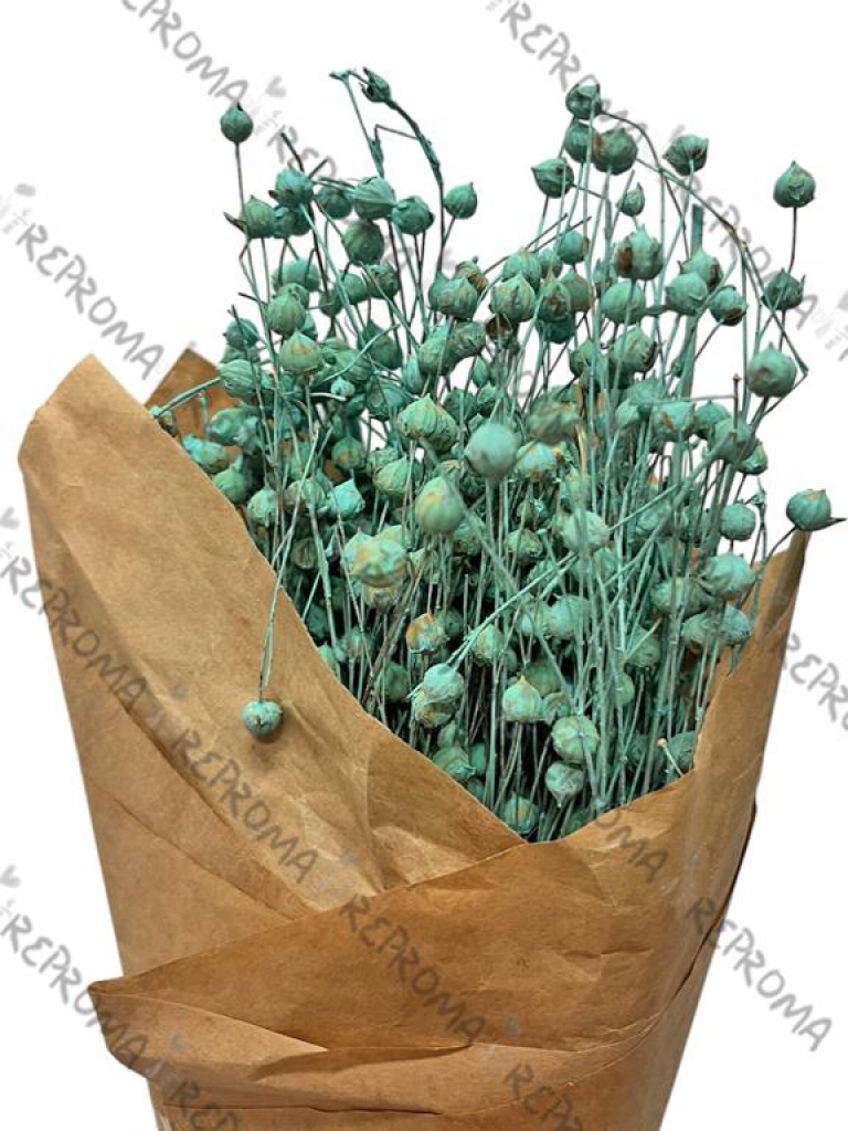 Sušené kvety ľan - tyrkysový